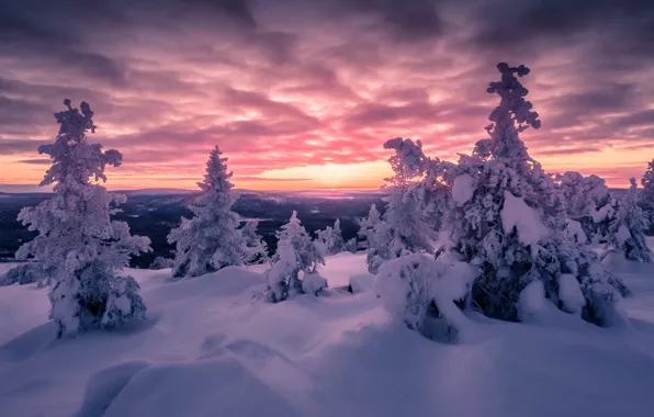 Winter, snow, tree, ate, Finland