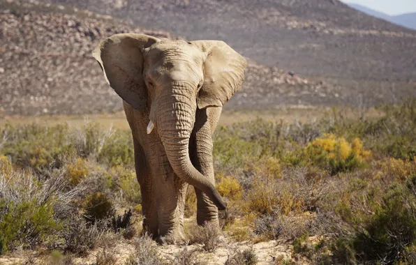 Picture nature, South Africa, African Elephant