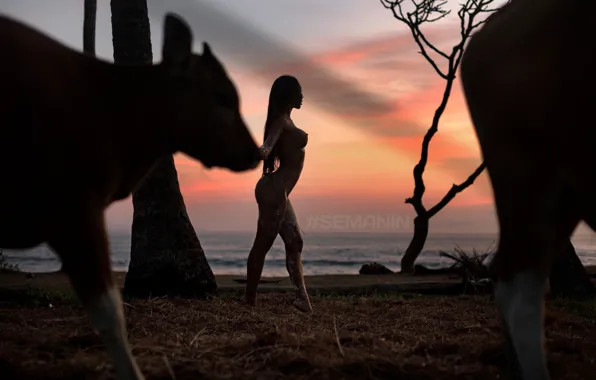 Sea, beach, ass, chest, girl, sunset, pose, model