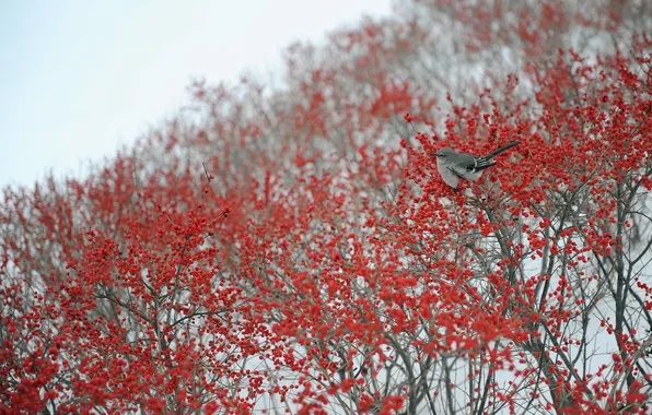 Picture berries, tree, bird