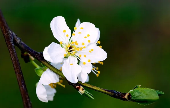 Macro, branch, spring, flowering