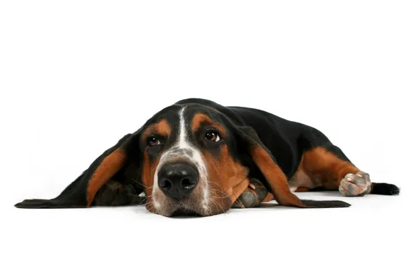 Picture look, dog, Bassett, white background