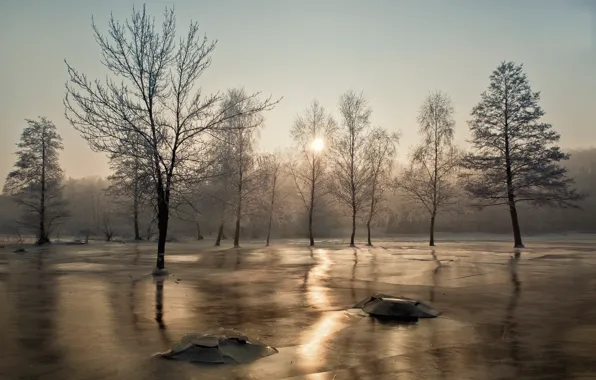 Picture the sun, trees, ice, frost
