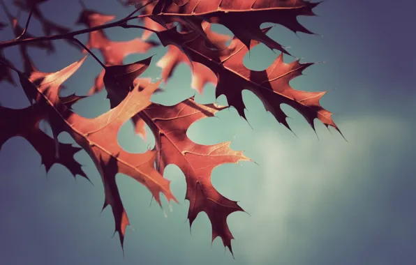 Picture autumn, leaves, macro, photo, background, Wallpaper