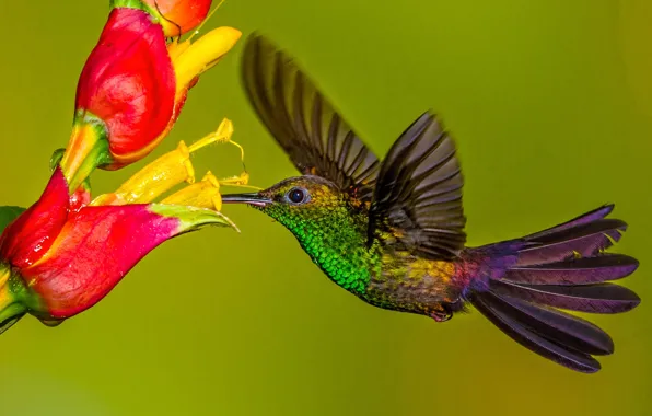 Picture flowers, bird, wings, beak, Hummingbird, Hummingbird-chalybura