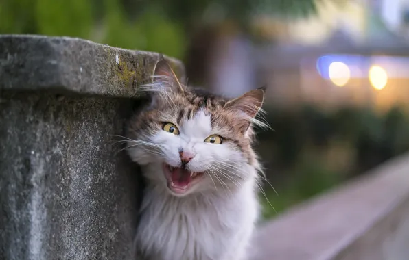 Cat, look, background