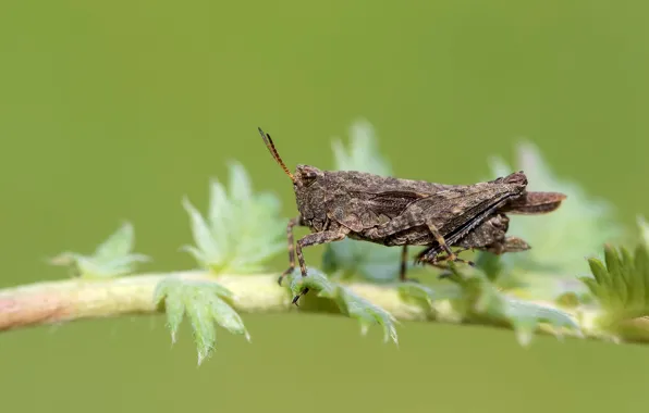 Picture leaves, macro, branches, background, insect, grasshopper