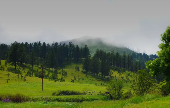 Picture forest, summer, trees, nature, fog, the steppe, green, field