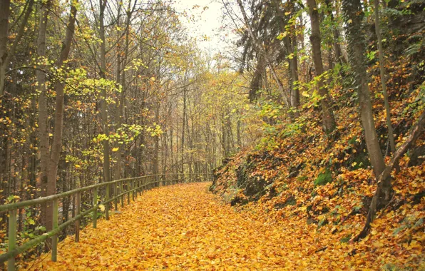 Foliage, Autumn, track, alley, falling leaves, autumn, leaves, alley