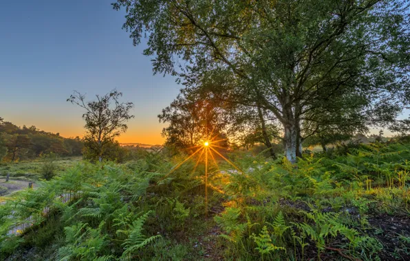 Summer, the sky, the sun, rays, light, trees, sunset, branches