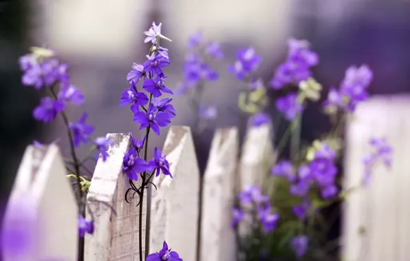 Fence – Flowers Wallpaper Phone –