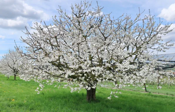 Trees, garden, blooms