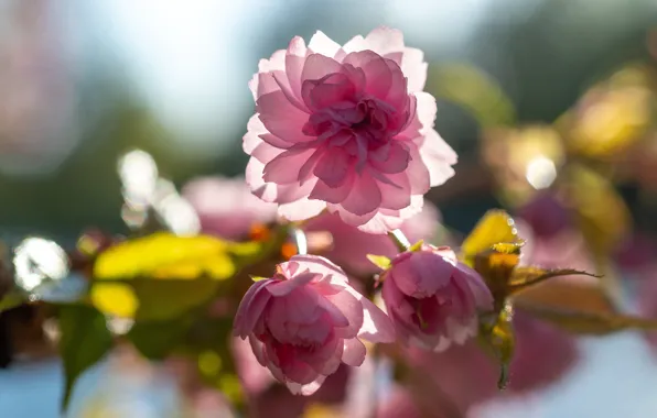Light, flowers, branch, spring, Sakura, pink, flowering, bokeh