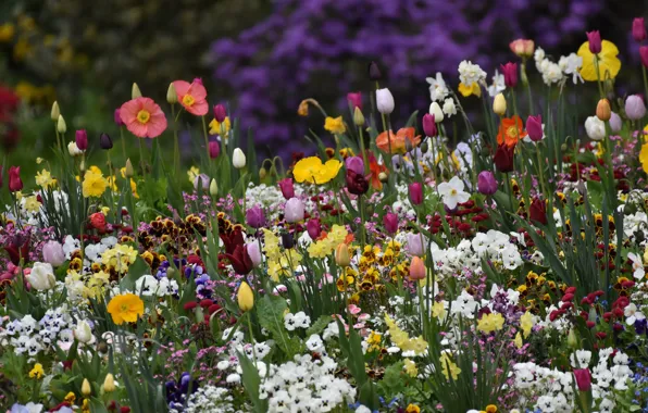 Flowers, spring, garden, Pansy, flowerbed, a lot, different, daffodils