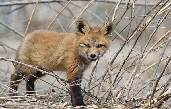 Picture branches, Fox, cub, Fox, Fox