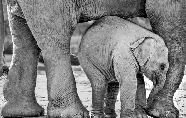 Nature, elephant, Africa