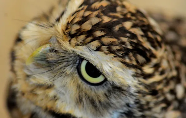 Eyes, look, owl, beak
