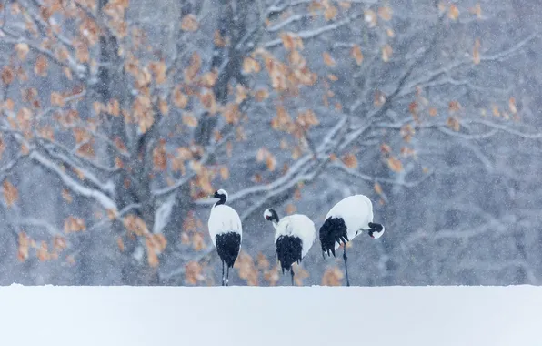 Winter, snow, bird, Japanese crane