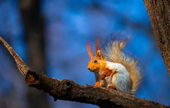 The sky, light, blue, tree, branch, protein, bitches, bokeh