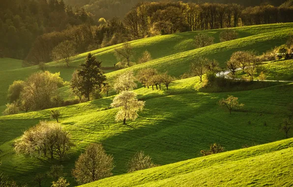 Road, greens, forest, grass, the sun, trees, hills, spring