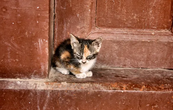 Picture cat, loneliness, background, the door