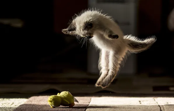 Picture cat, jump, ballet