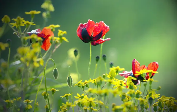 Blurred background, red poppies, yellow flowers