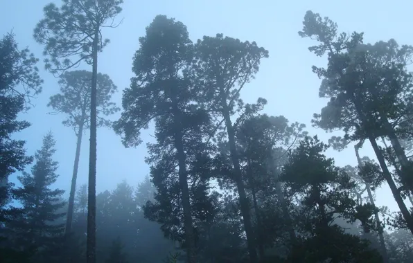 Forest, trees, fog, haze