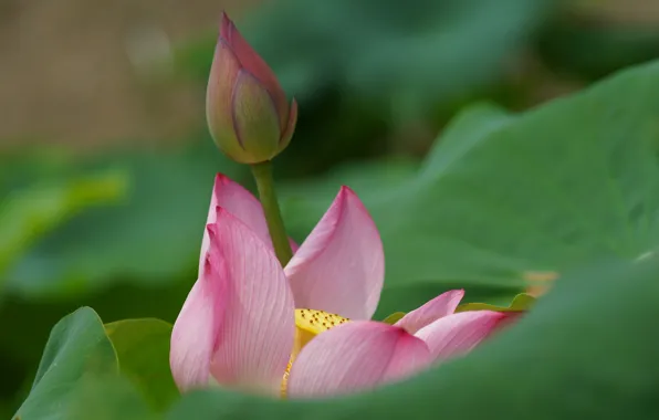 Picture flower, leaves, macro, pink, Bud, Lotus, Lily, water Lily