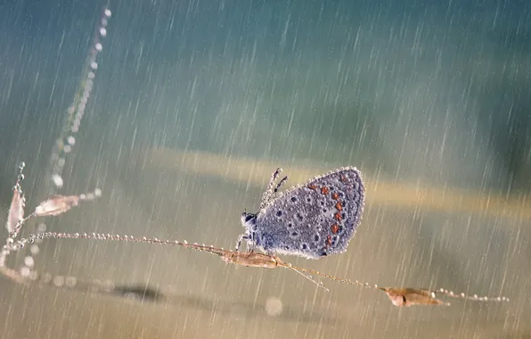 Drops, macro, squirt, rain, butterfly, stems, Wallpaper from lolita777
