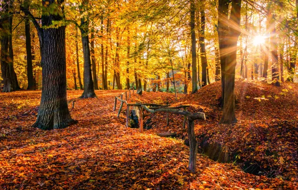 Autumn, forest, the sun, rays, trees, Park, branch, trunks