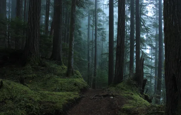 Picture forest, trees, nature, fog, path