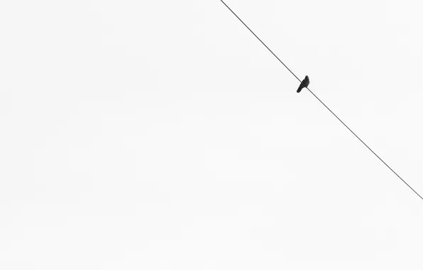 Background, bird, minimalism
