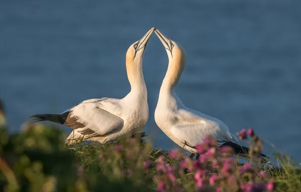 Flowers, birds, pose, shore, kiss, pair, Duo, pond