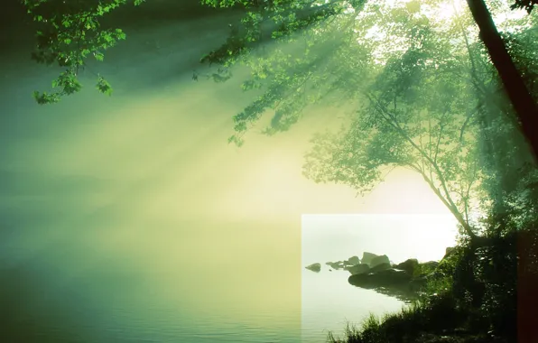 Picture water, the sun, river, tree