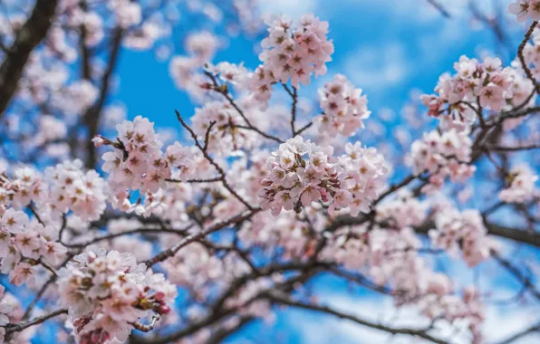The sky, flowers, branches, blue, blur, spring, Sakura, flowering
