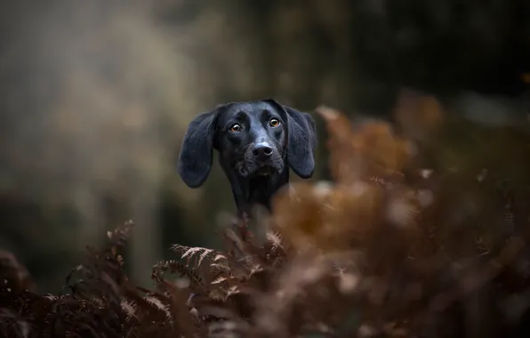 Face, portrait, dog, fern, bokeh, Dachshund