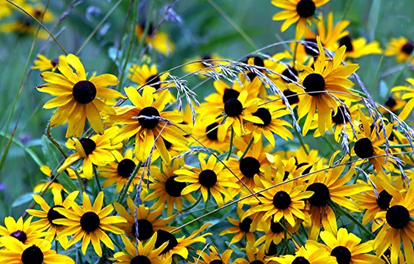 Picture grass, flowers, nature, plants, yellow