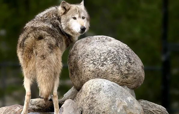 Nature, predator, animal, wolf, wildlife, portrait, portrait., Canis lupus. face