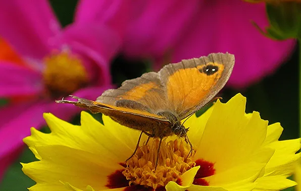 Flower, flowers, yellow, butterfly, kosmeya