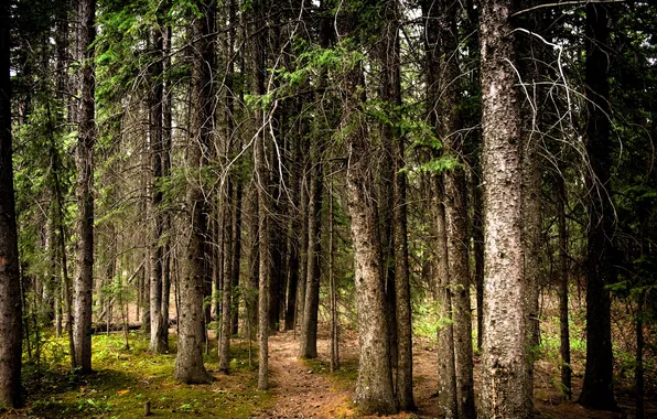 Autumn, forest, nature