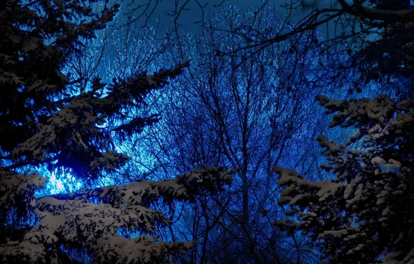 Winter, the sky, snow, trees, nature, the evening, ate, blue