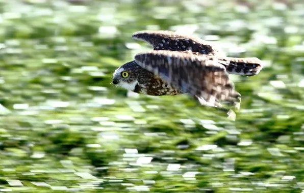 Picture owl, bird, speed, in flight