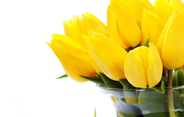Yellow, tulips, white background, vase