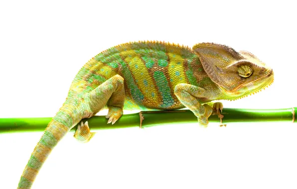 Picture background, white background, chameleon