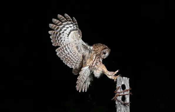 Picture owl, bird, wings, post, feathers, claws, black background, barbed wire