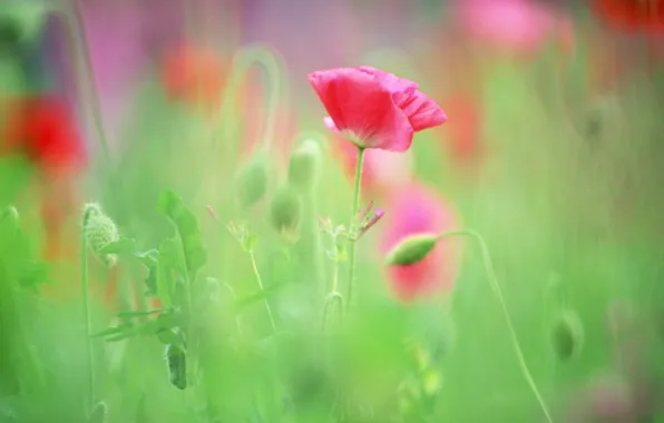 Picture greens, grass, flowers, Maki, buds, juicy