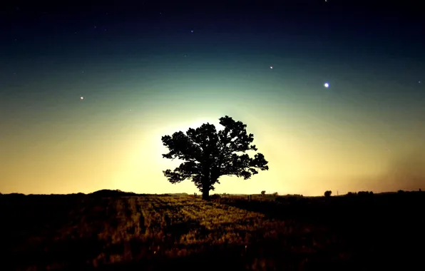 Stars, tree, morning