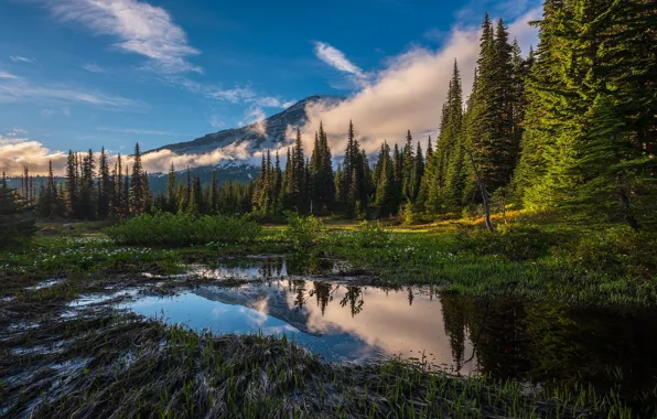 Forest, the sky, clouds, mountains, lake, reflection, blue, shore