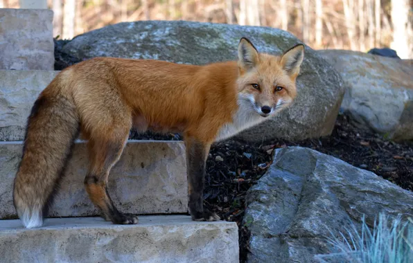 Picture look, pose, Fox, stone slabs